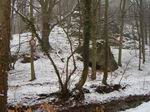 In het bos